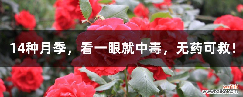 14种月季，看一眼就中毒，无药可救！