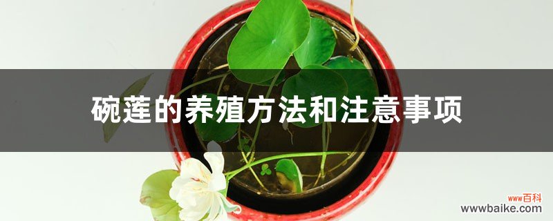 碗莲的养殖方法和注意事项