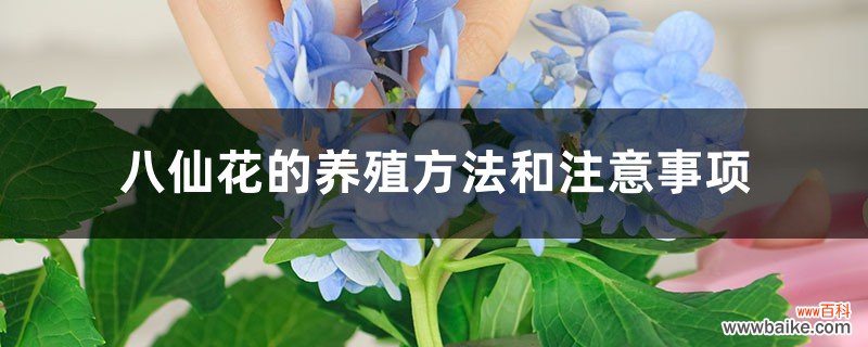 八仙花的养殖方法和注意事项