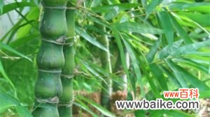 佛肚竹的养殖方法