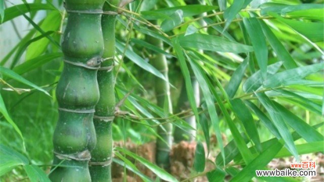 佛肚竹的养殖方法