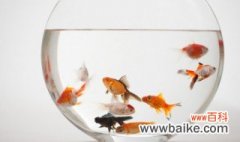 如何养好鱼缸里的水 怎么养好鱼缸里的水