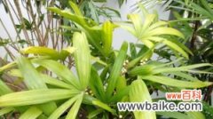 矮棕竹的养殖方法和注意事项