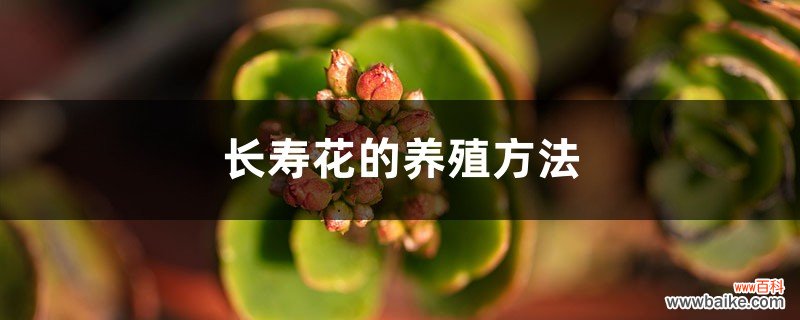 长寿花的养殖方法