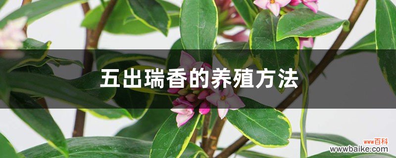 五出瑞香的养殖方法