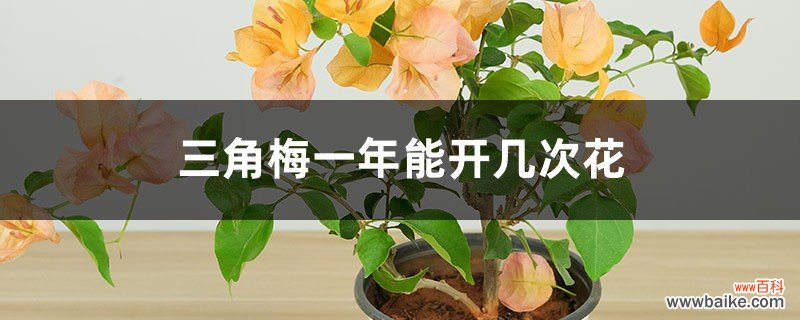 三角梅一年能开几次花