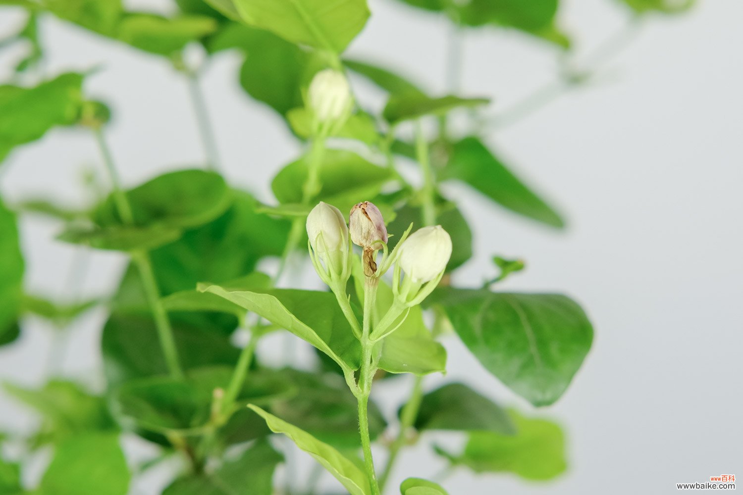 盆栽茉莉花的养殖方法