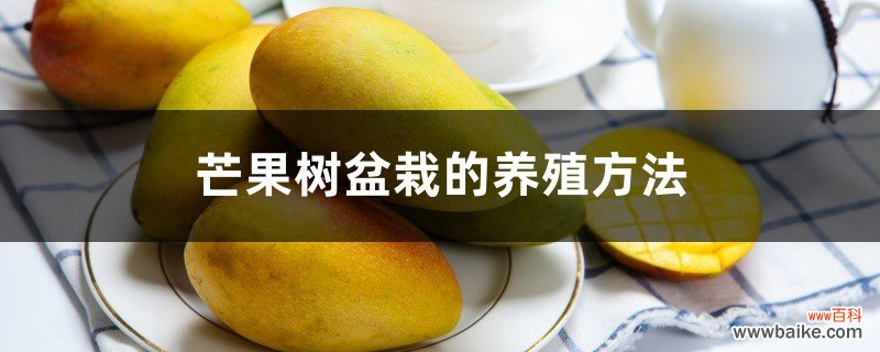 芒果树盆栽的养殖方法