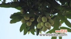 芒果树盆栽的养殖方法