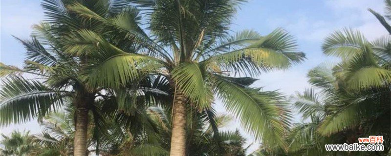 国王椰子的养殖方法