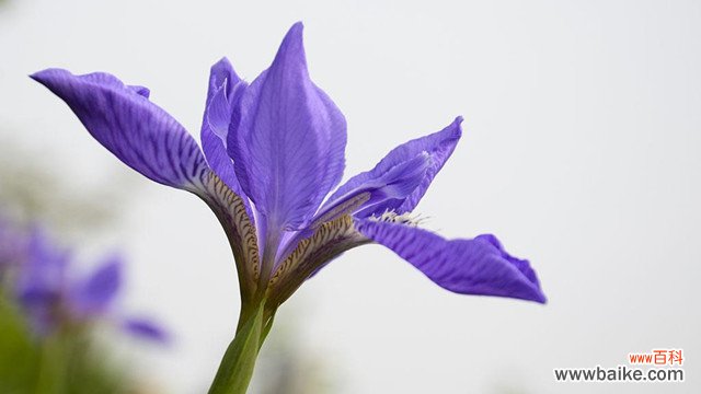 鸢尾花和鸢尾兰的区别