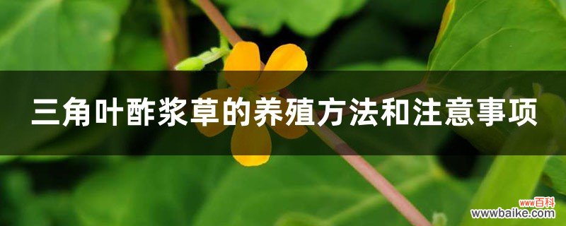 三角叶酢浆草的养殖方法和注意事项