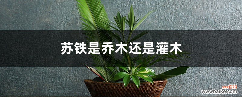 苏铁是乔木还是灌木