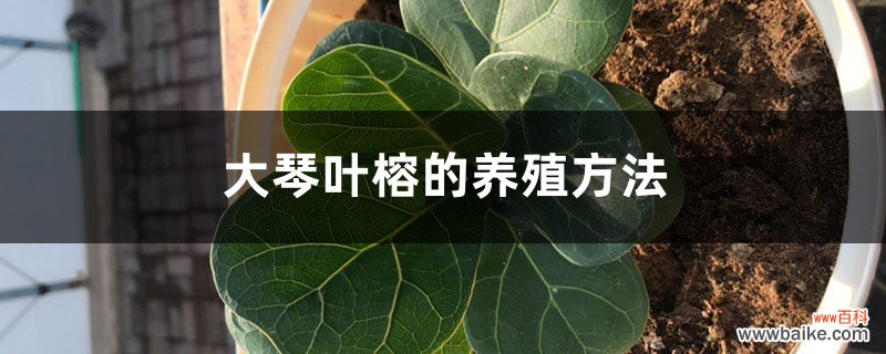 大琴叶榕的养殖方法