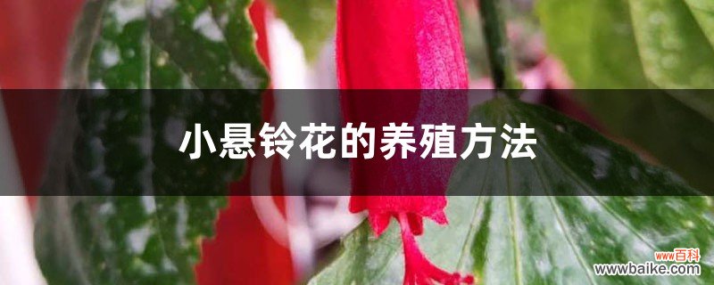 小悬铃花的养殖方法