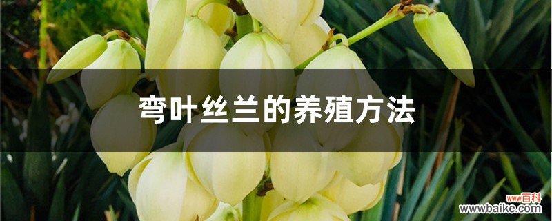 弯叶丝兰的养殖方法