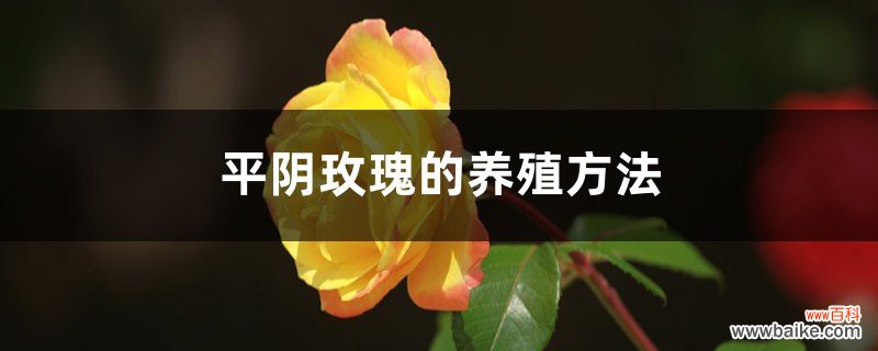 平阴玫瑰的养殖方法