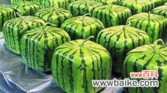 方形西瓜的养殖方法