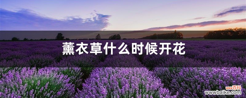 薰衣草什么时候开花