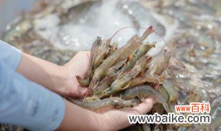 鲜河虾怎样保存 鲜河虾如何保存