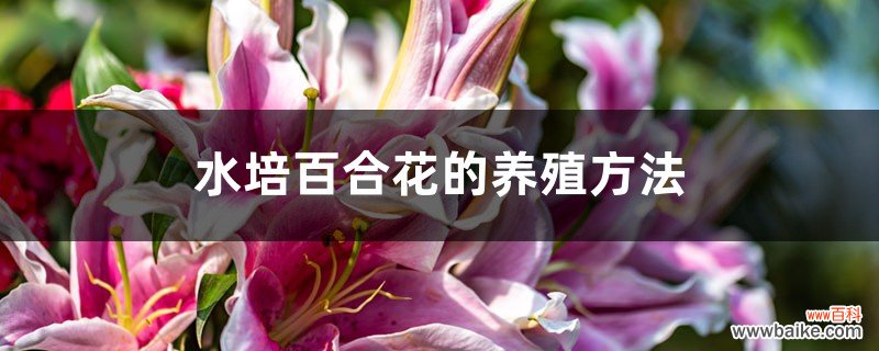 水培百合花的养殖方法