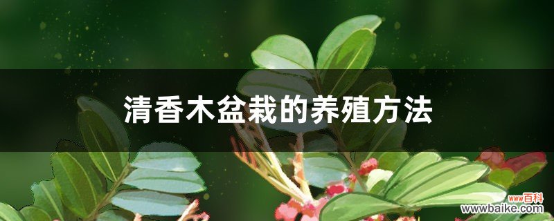 清香木盆栽的养殖方法