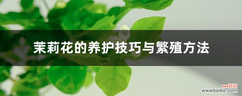 茉莉花的养护技巧与繁殖方法