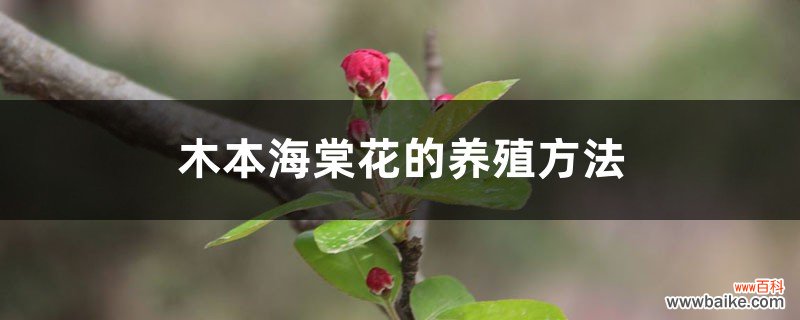 木本海棠花的养殖方法