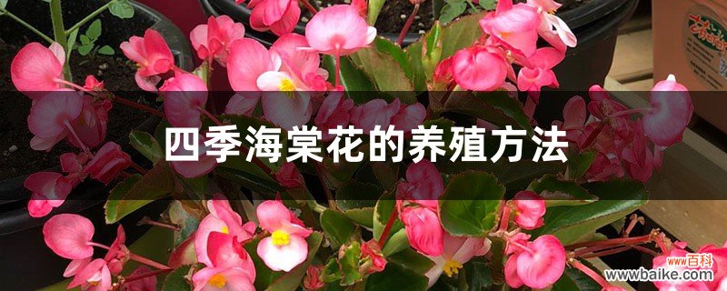 四季海棠花的养殖方法