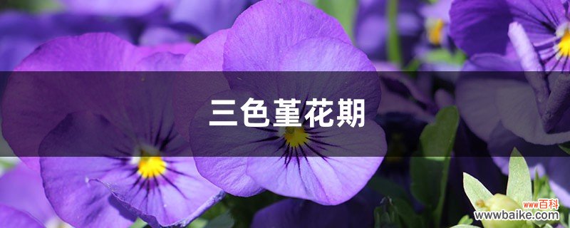 三色堇花期