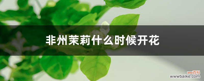 非州茉莉什么时候开花