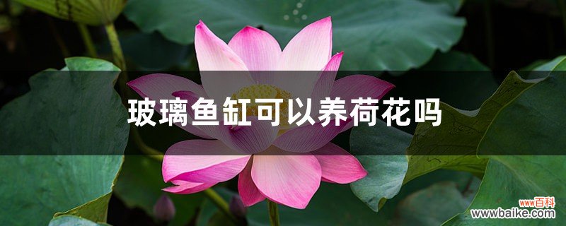 玻璃鱼缸可以养荷花吗