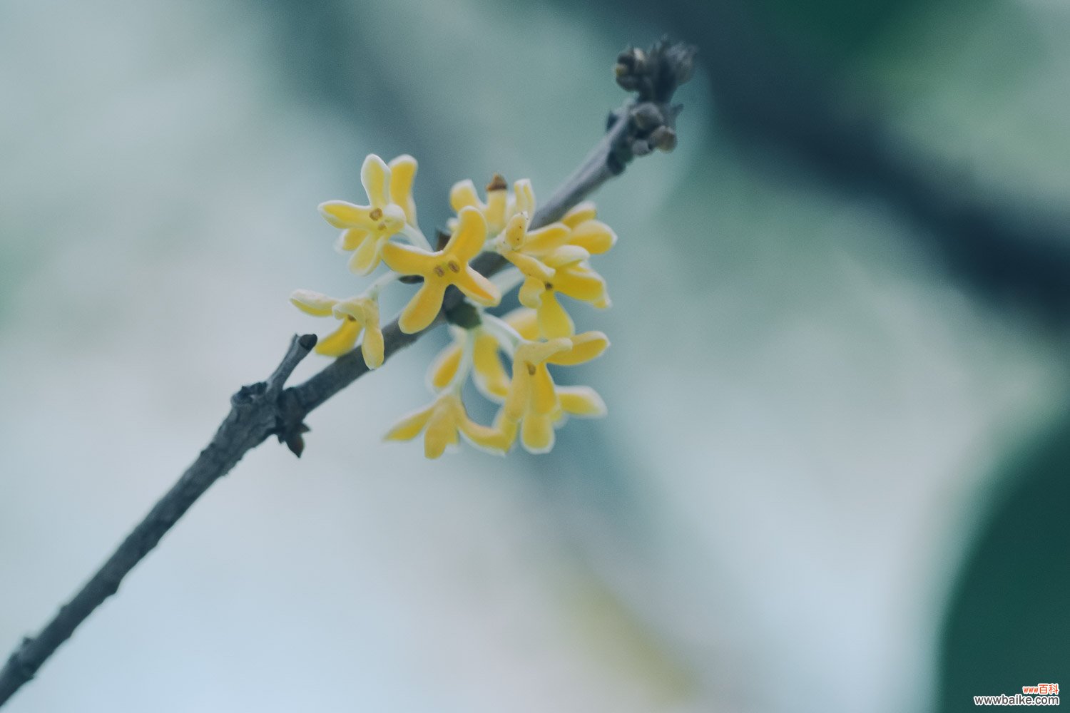 桂花几月开花