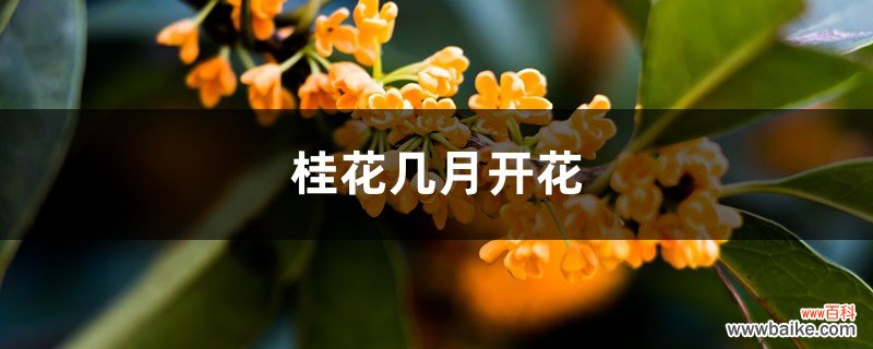 桂花几月开花