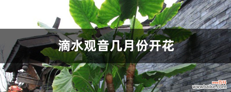 滴水观音几月份开花