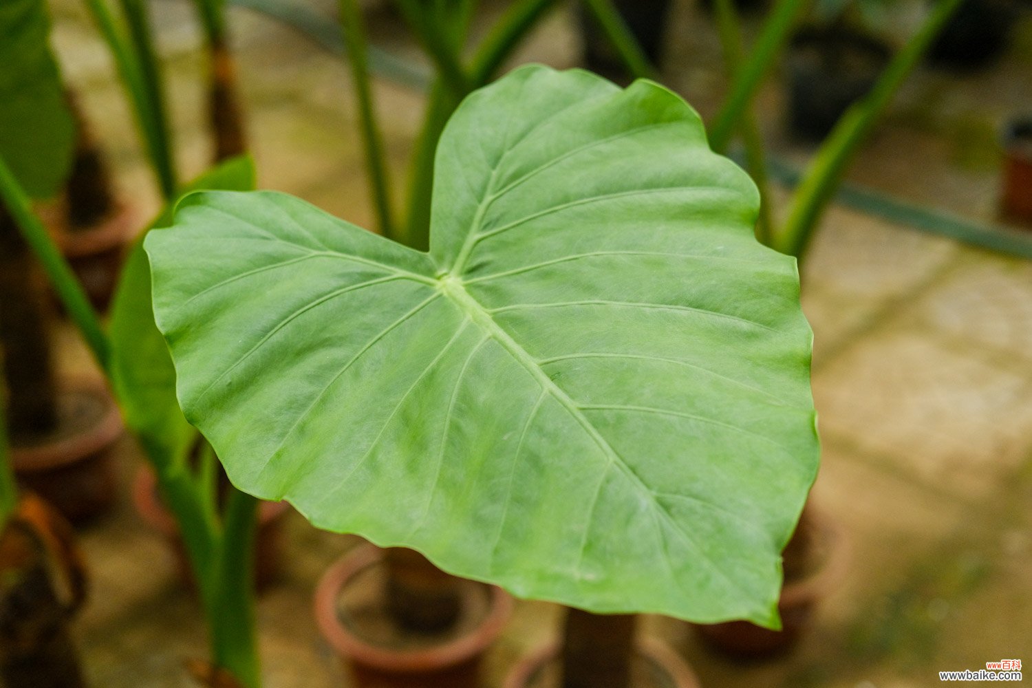 滴水观音几月份开花