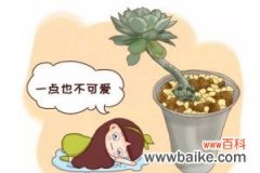 多肉萌妹变身肌肉大汉，一个夏天你都经历了什么？