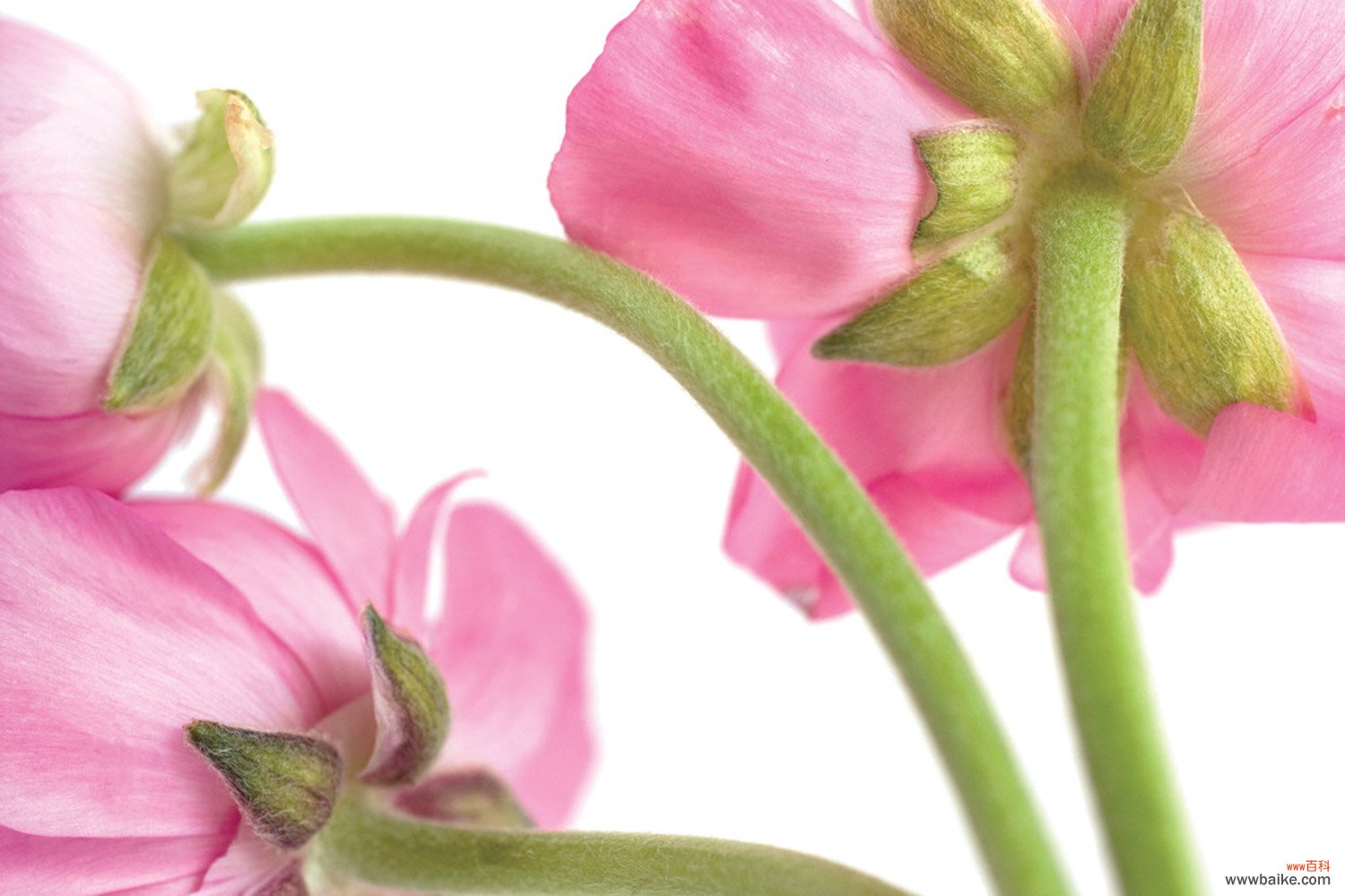 花毛茛一年开几次花