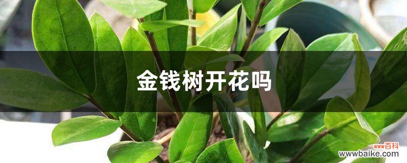 金钱树开花吗