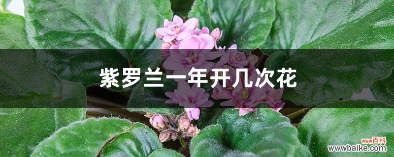 紫罗兰一年开几次花