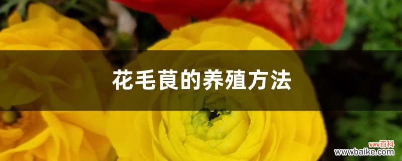 花毛茛的养殖方法