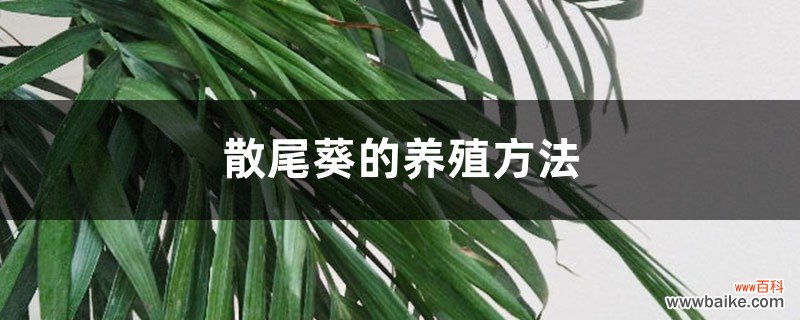 散尾葵的养殖方法