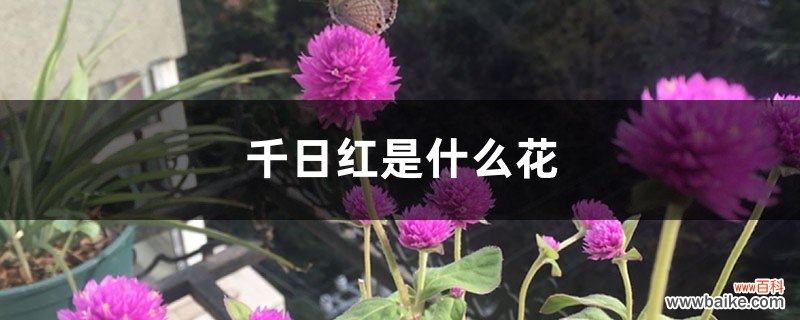 千日红是什么花