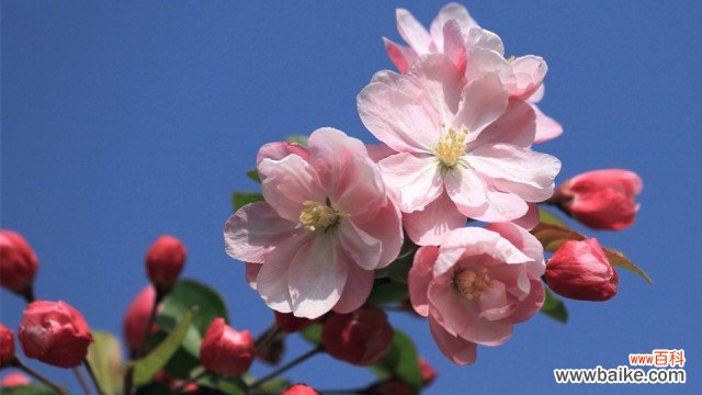 铁海棠和海棠花的区别