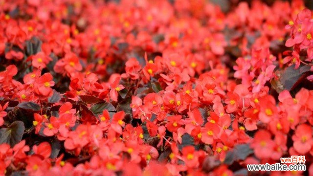 红梅花和海棠花的区别