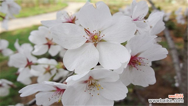 染井吉野樱和大岛樱的区别在哪