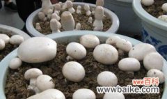 蘑菇怎么养 蘑菇养殖方法