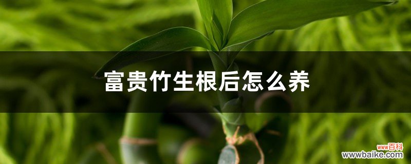 富贵竹生根后怎么养