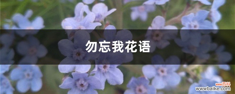 勿忘我花语