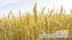 小麦是什么
